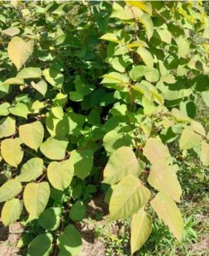 Japonski dresnik, foto: mag. Sonja Zidar